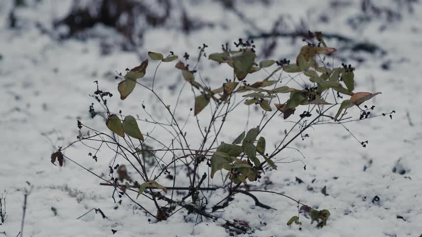 The leaves are still on a bush with snow on the ground