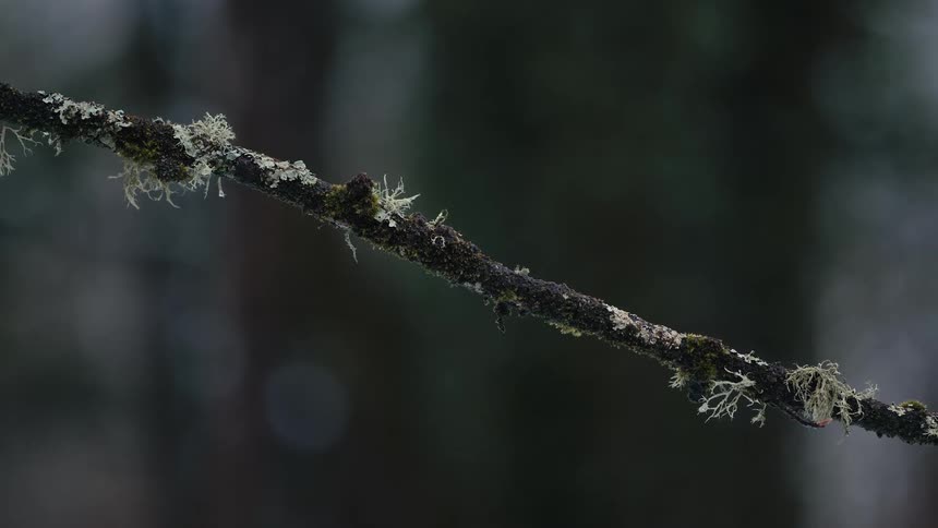 Thin branch covered with lichens and mosses in the foreground with a blurred forest background
