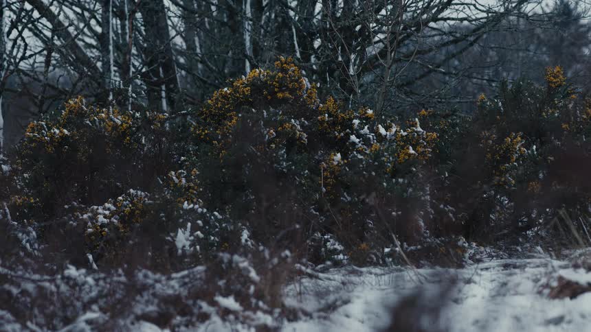Snow and ice on plants and trees at the edge of the forest