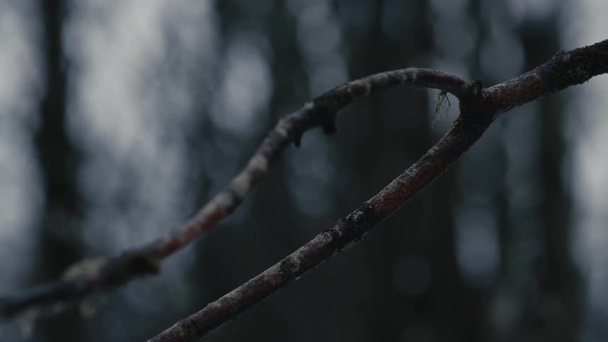 Thin branch covered with lichens in the foreground with a blurred forest in the background