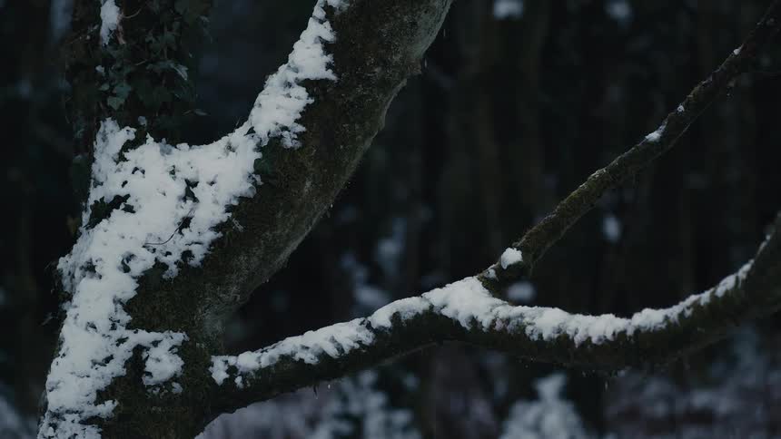 A snow covered tree