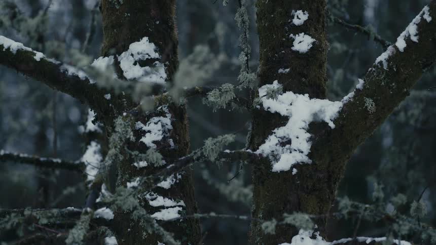 Tree trunks covered with snow and lichens in a forest environment