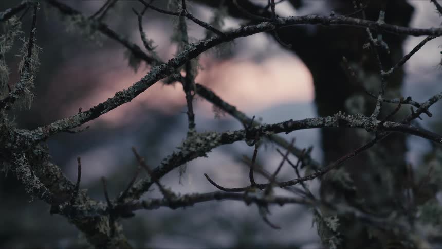Frost covered branches and twigs
