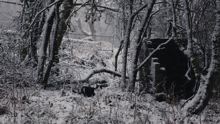 The cat runs through the snow past the trees