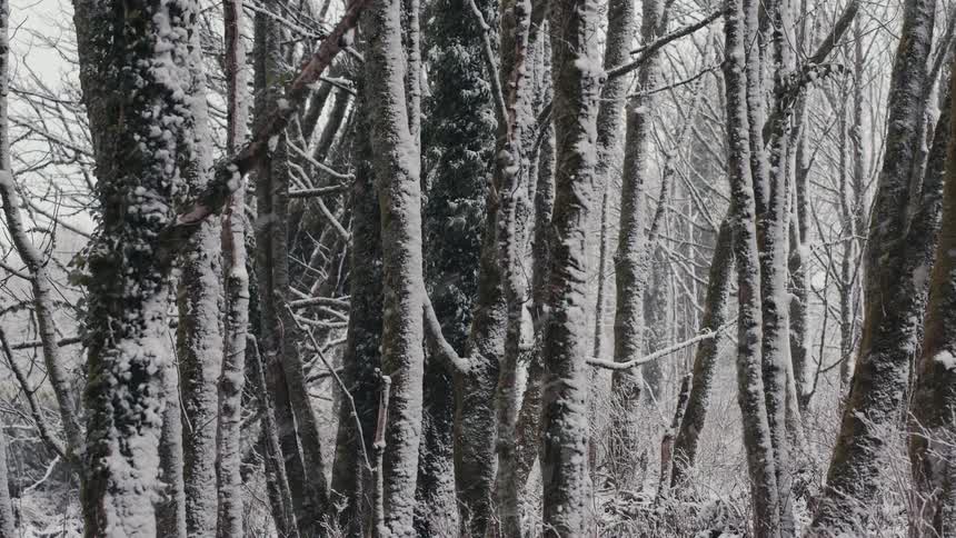 A forest in a snowstorm