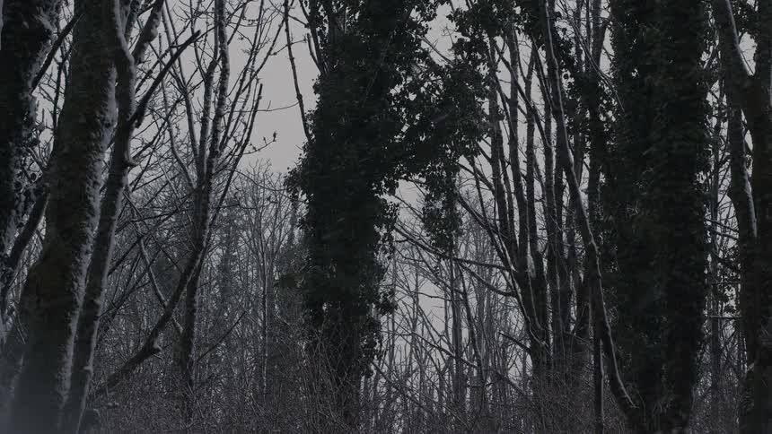 Light snow falls on the forest