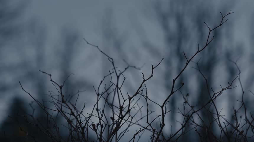 Leafless branches in the foreground with a blurred forest under a cloudy sky