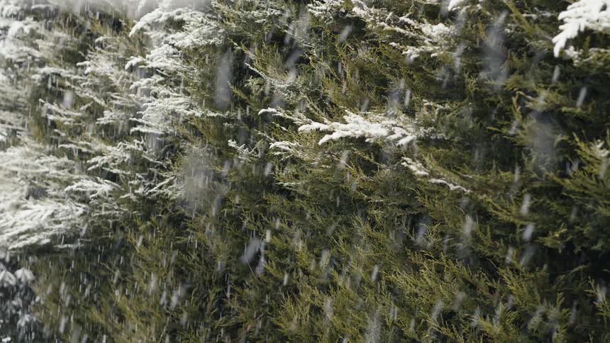 Snow is falling on the green tree