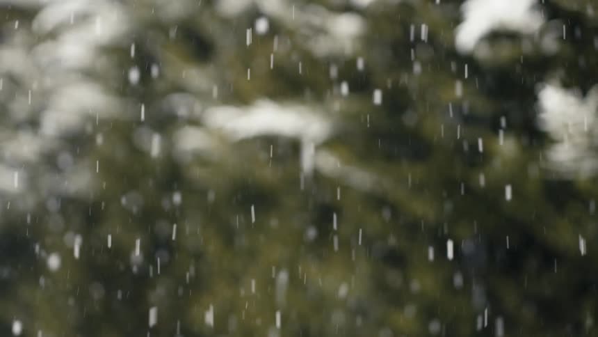 Snowflakes fall steadily against a blurred backdrop of evergreen trees