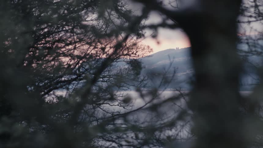 A lake and mountains can be seen through the branches of a tree