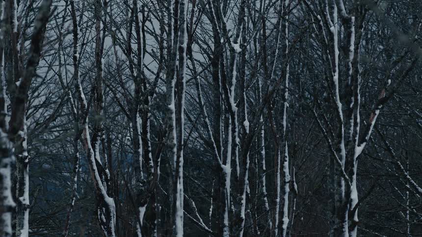 Snow clings to the trunks and thin branches of a dense thicket of bare trees in a winter forest creating a stark white contrast against the dark wood and the dim overcast background of the cold wilderness during the daytime