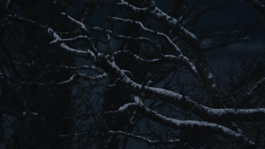 A snow covered branch