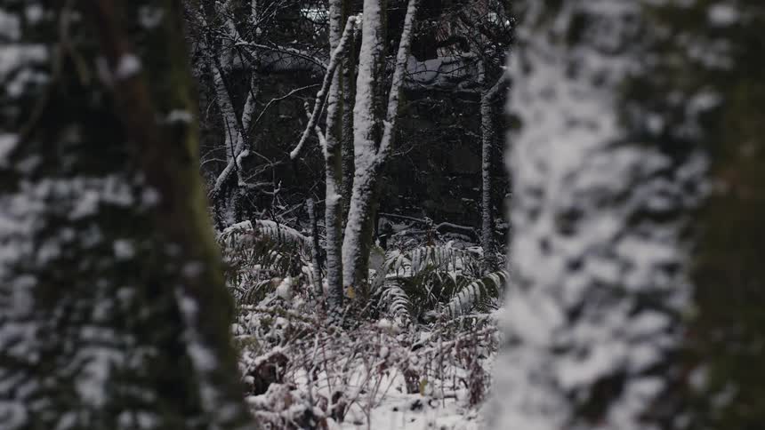 A view of a forest where its snowing