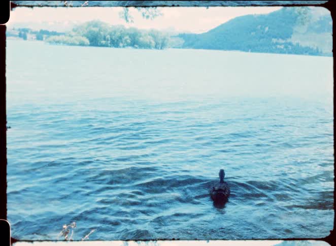 A single bird floats on the surface of a blue lake with gentle ripples while a small island and green mountains appear in the hazy distance under a light sky