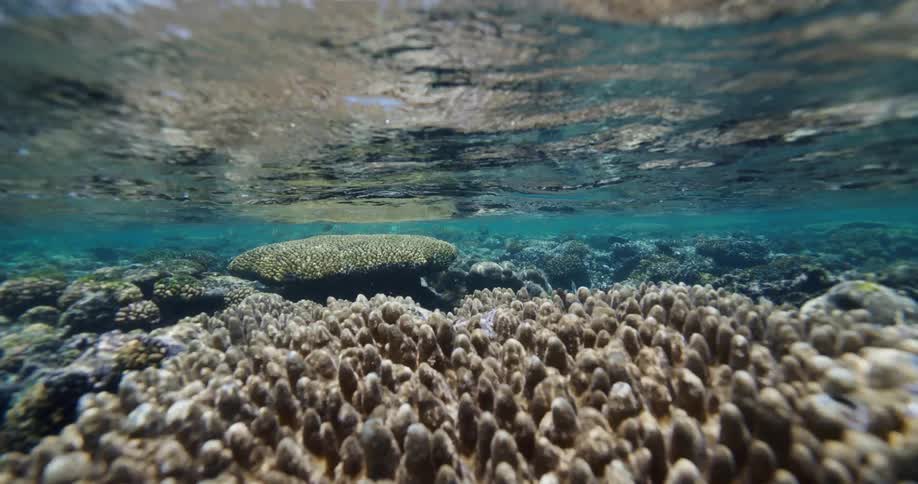 Shallow reef viewed underwater with coral colonies and a rippled sea surface