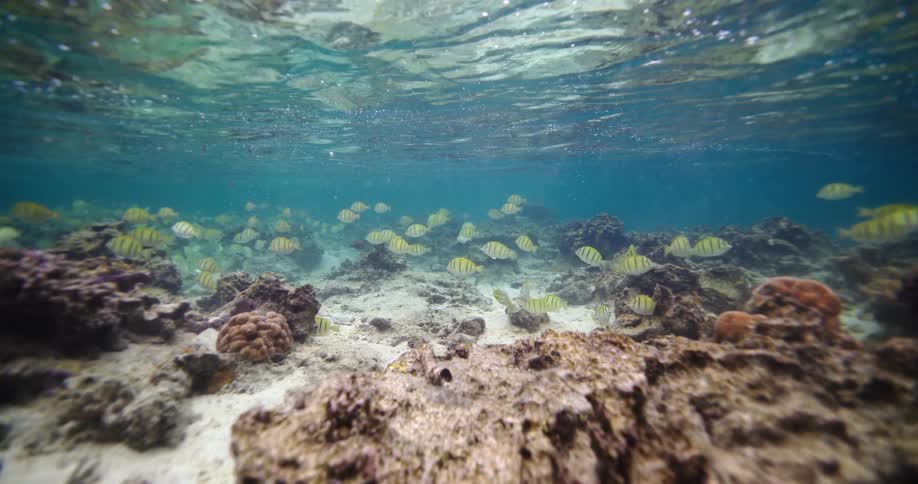 A group of fish swimming around in a reef