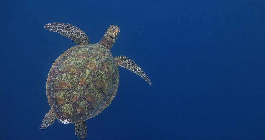 A sea turtle swimming in the ocean
