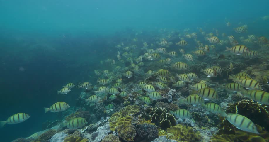 A school of fish swimming underwater near a coral reef at midday