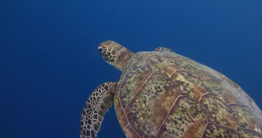 A sea turtle swimming in the ocean