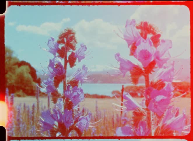 Blue flowers in the foreground with a flowered field lake and hills in the background under a clear sky