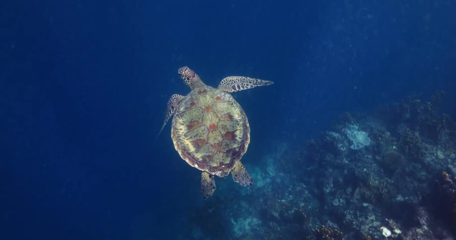 A large sea turtle swims through deep blue water alongside a vibrant coral reef filled with various textures and underwater rock formations