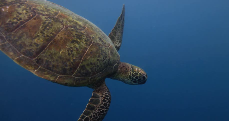 A sea turtle swimming in the water