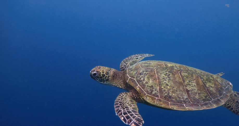 A large green sea turtle swims gracefully through the deep blue ocean water while its patterned shell and flippers are visible in the clear underwater light