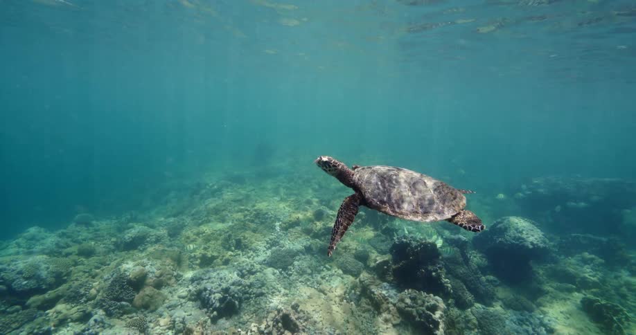 Sea turtle swimming in clear water above a shallow reef with corals on the seabed