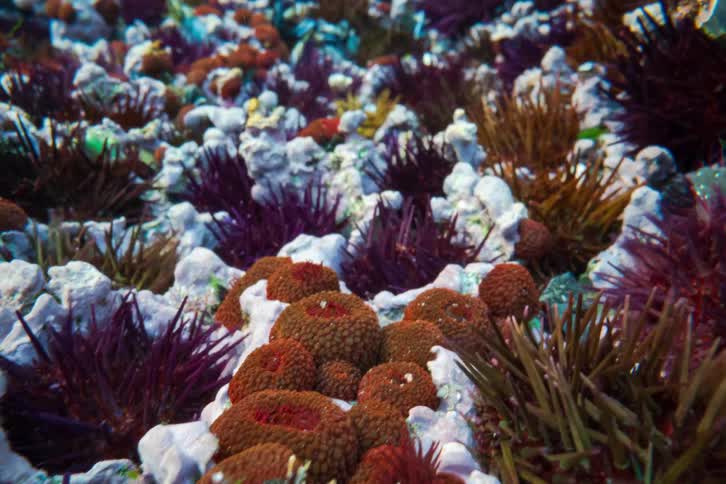 Sea anemones and sea urchins spread across a shallow reef in an underwater environment