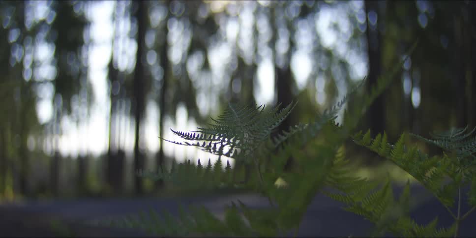 Plants growing in the forest as a car passes on a road in the distance