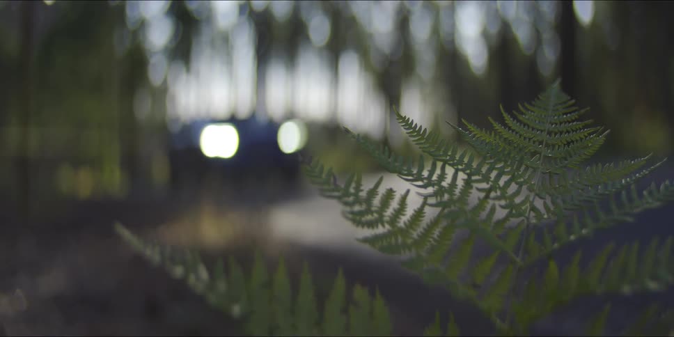 Car with its headlights on drives through the woods in the evening