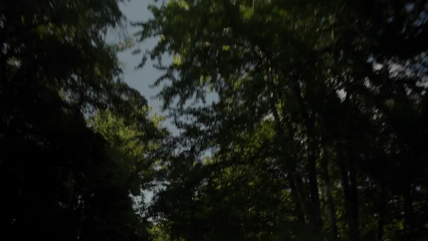 A car drives beneath trees and power lines