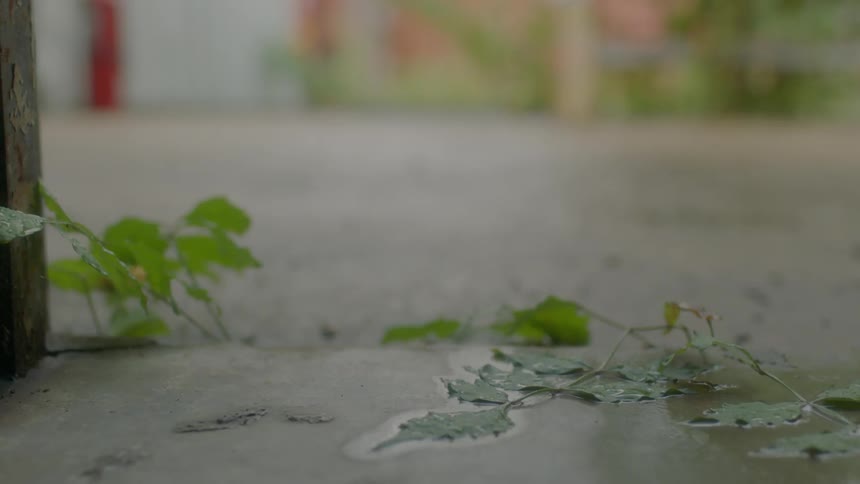 Leaves stuck to wet concrete ground