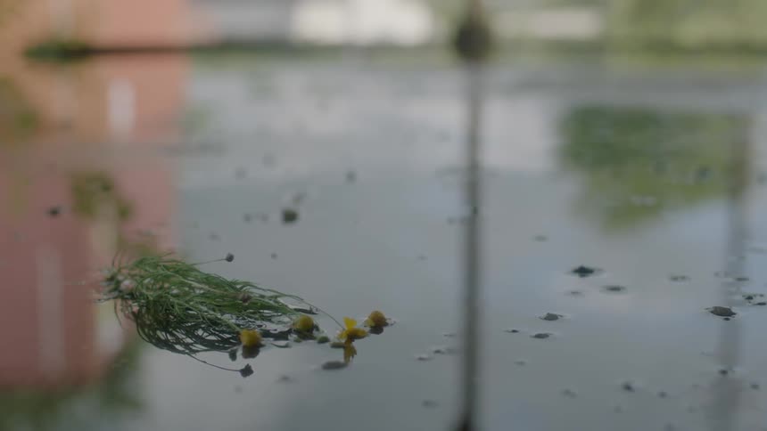 Water drips and pools on the ground