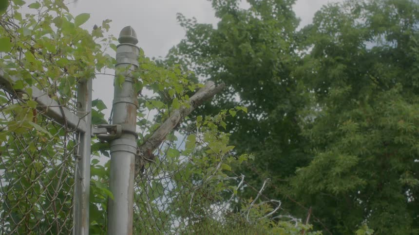 Green plant vines going through a barbed wire fence