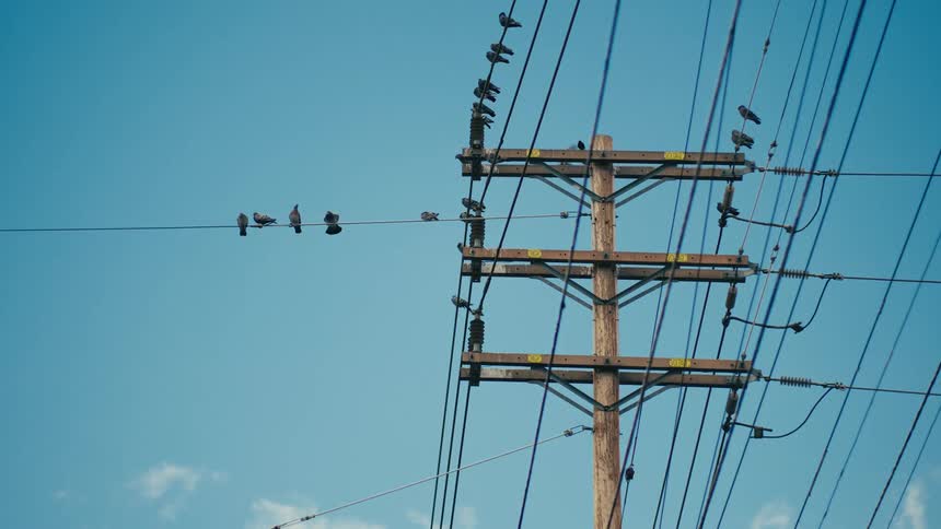 Some birds sitting outdoors on power lines
