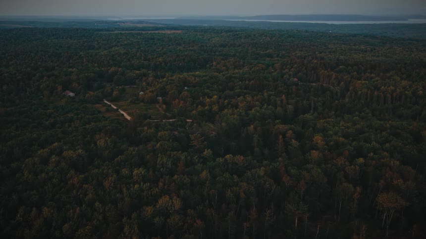 Extensive forest seen from above with a narrow road crossing the vegetation