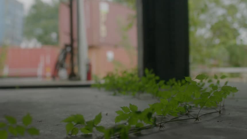 Vines grow across the sidewalk and up a pillar