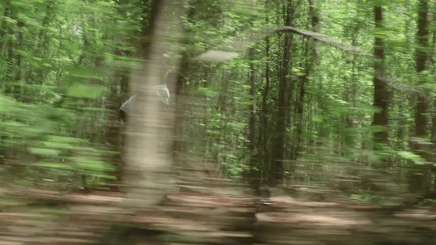 A boy bicycles in a forest