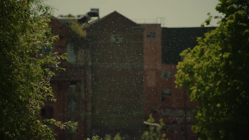 Insects fill the air flying between trees with a building in the distance
