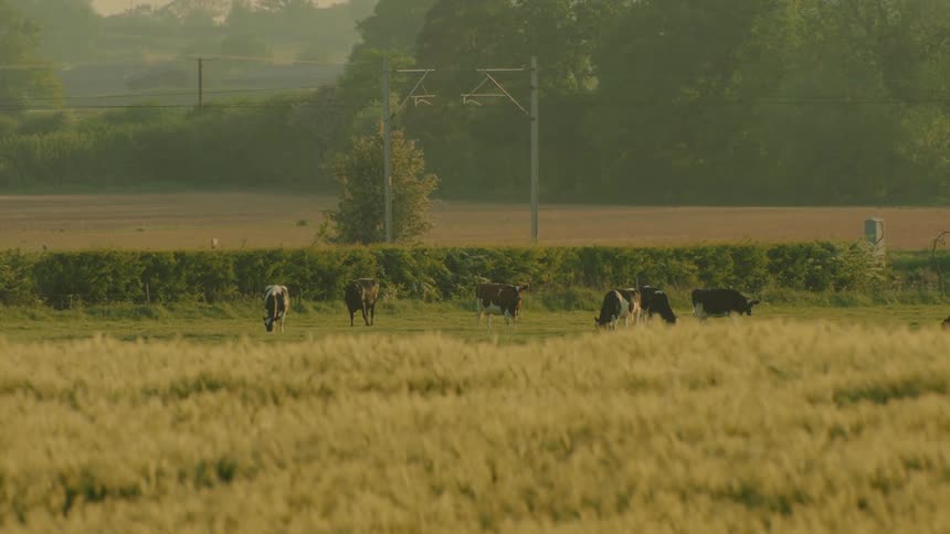 Several cows graze peacefully in a lush green pasture with golden wheat swaying in the foreground against a hazy background of distant trees and power lines