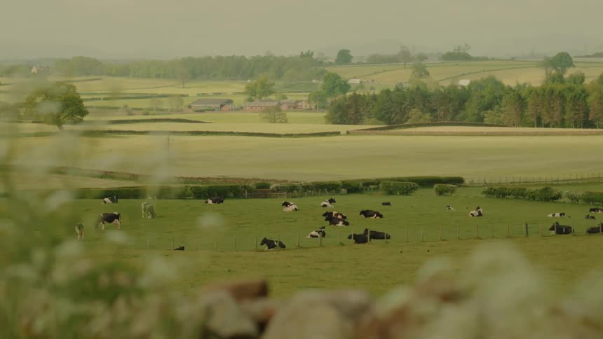 A herd of black and white cows grazes and rests in a large green pasture surrounded by rolling hills and trees in a rural countryside during the day