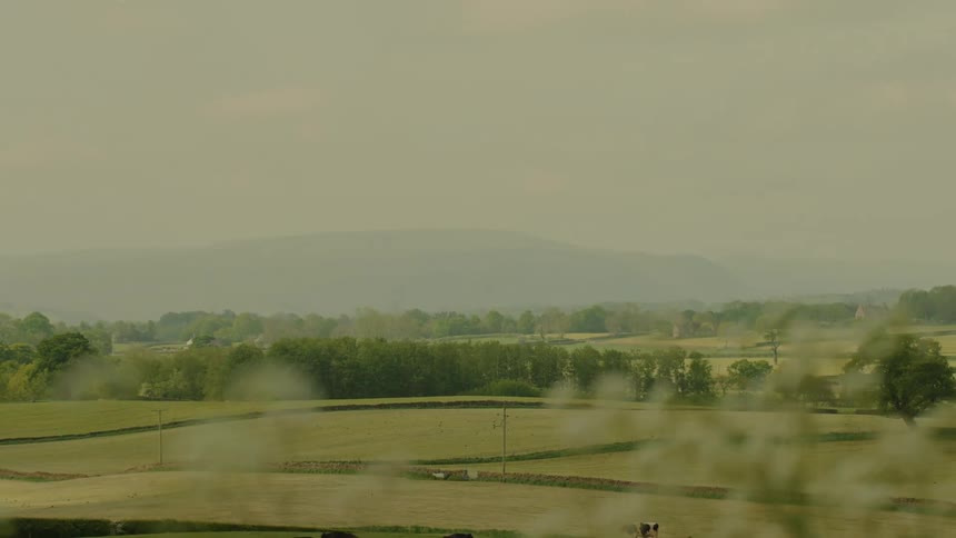 A rural landscape with cows grazing in the fields at midday