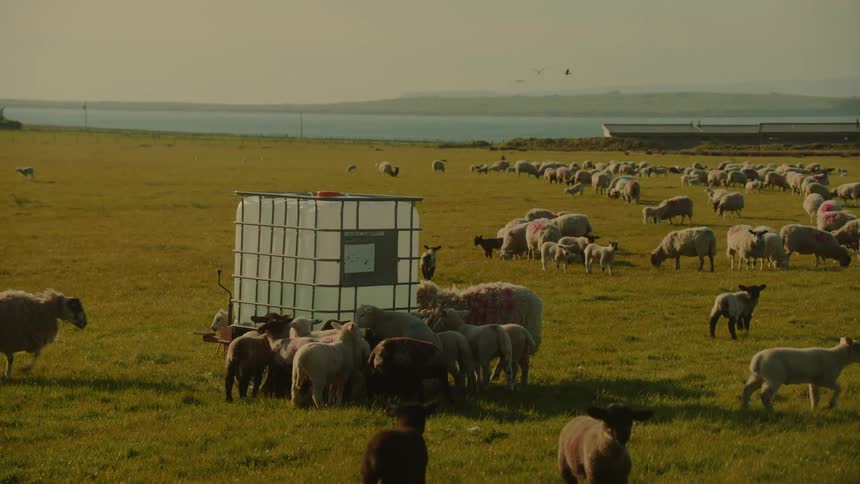 Sheep and lambs gathered around a water tank in a coastal pasture