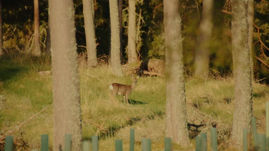 Deer walks across a grassy area among tree trunks in a forested environment