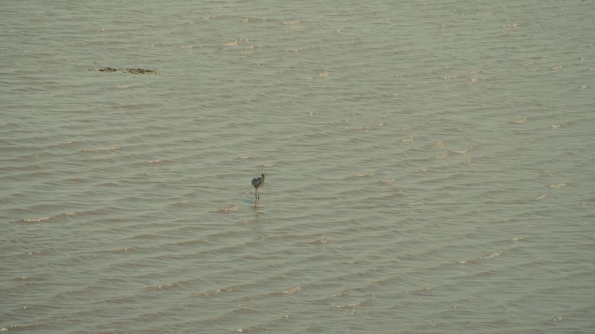 Wading bird standing in shallow water near the coast