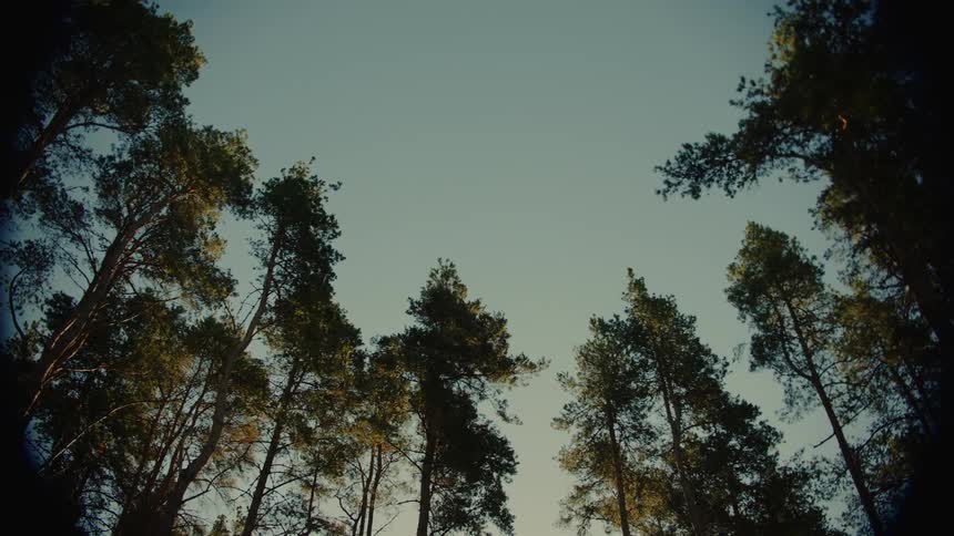 Tree canopies rise against a clear sky in a forested area