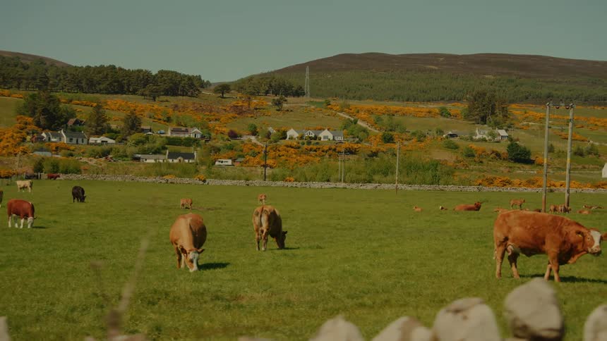 Brown and black cattle graze across a lush green field as the camera pans toward a small hillside village