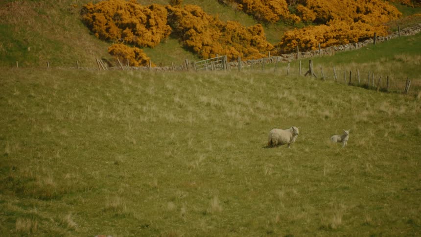 Sheep and lamb on a sloped field with flowering shrubs in the background