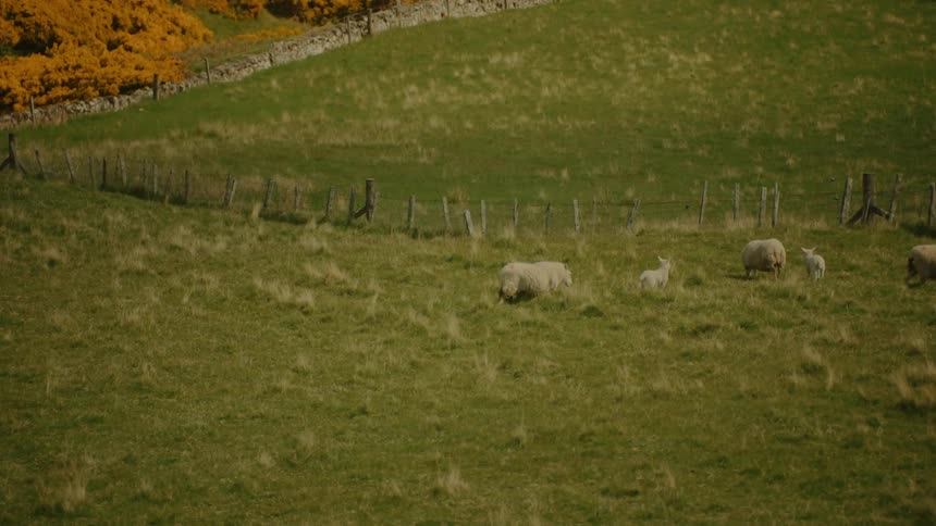 A herd of sheep grazing on grassland in the countryside at midday
